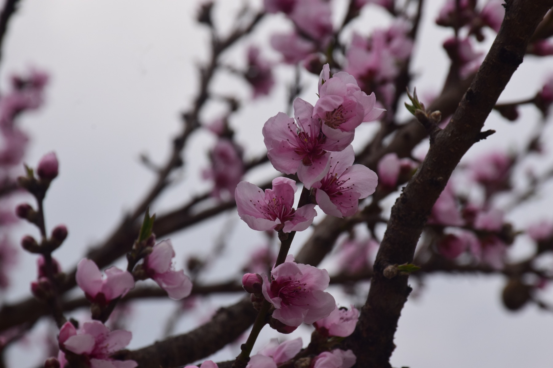 Photograph 6 by Amit Marathe